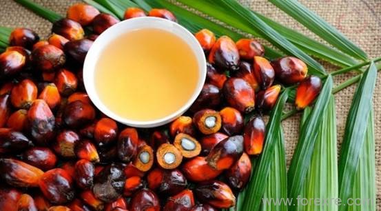 ATFX：印尼出口禁令致棕榈油期货高位剧烈波动