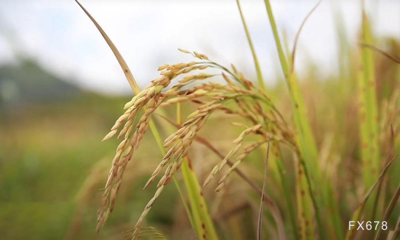 告急！全球粮食危机逼近 英国出手了！亚洲大米要飙涨？连涨5月仍是价格“洼地”