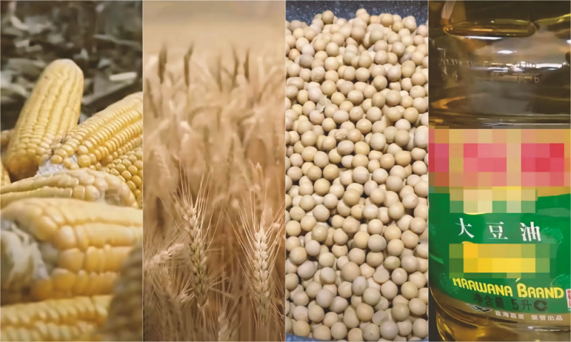 CBOT：美豆价格反弹，美小麦三连涨，日内关注这一数据！
