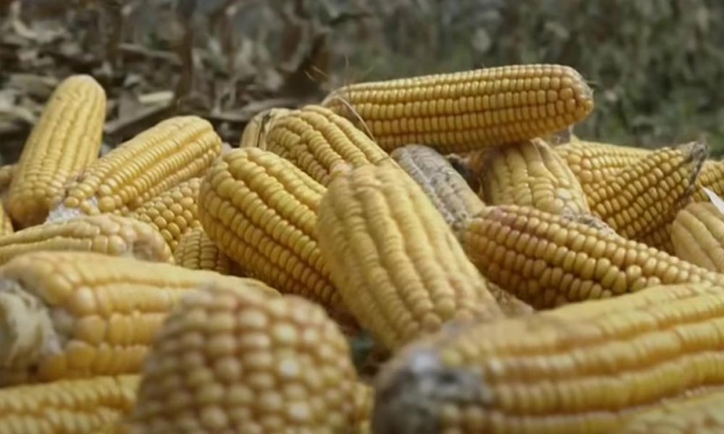 CBOT玉米可能上涨至4.5575美元至4.5750美元区间