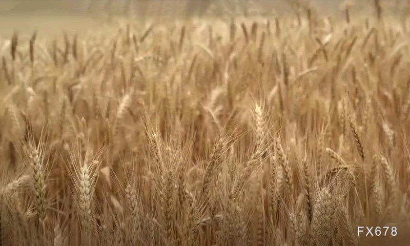 天气导致俄今年产量预测再遭下调，小麦价格恢复上涨