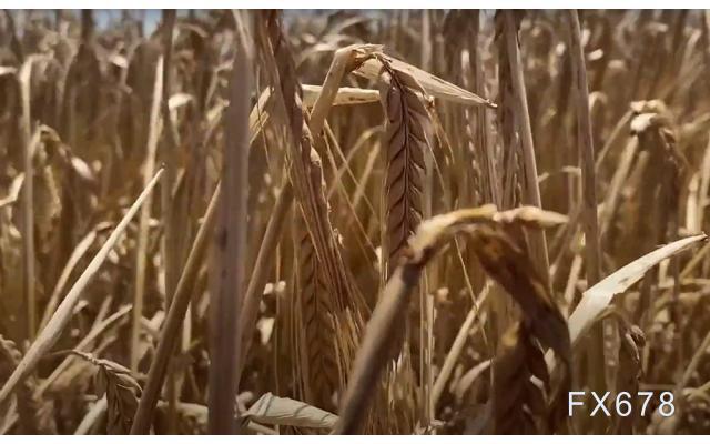 小麦仍有上涨潜力！三季度全球库存或至9年低点，俄罗斯收成预期遭下调